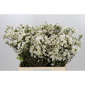 Chamelaucium Rhiannon
