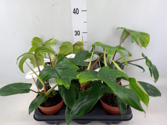 <h4>Philodendron   ...</h4>