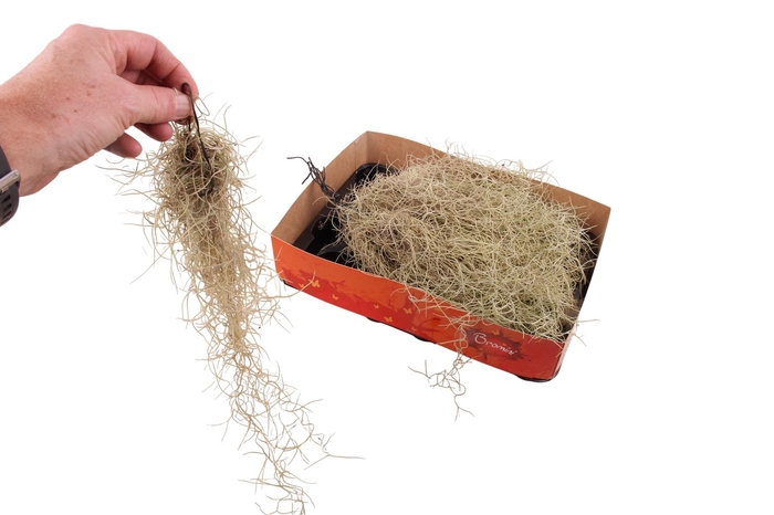 <h4>TILL USNEOIDES</h4>