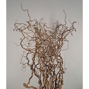 Corylus (2-jarig)