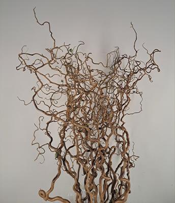 <h4>Corylus (2-jarig)</h4>