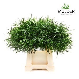 Asparagus Falcatus X50 Mulder