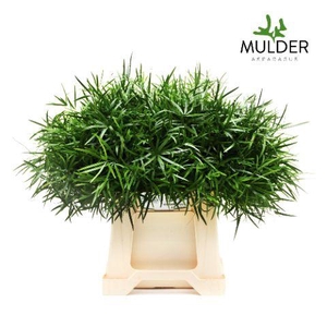 Asparagus Falcatus X50 Mulder