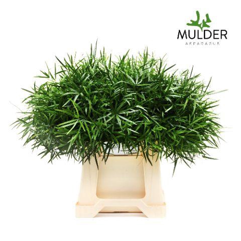 <h4>Asparagus Falcatus X50 Mulder</h4>