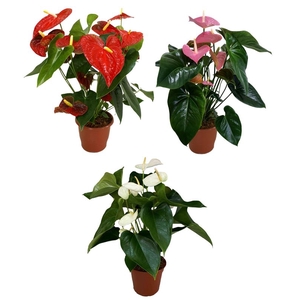 ANTHURIUM VARIADO P17