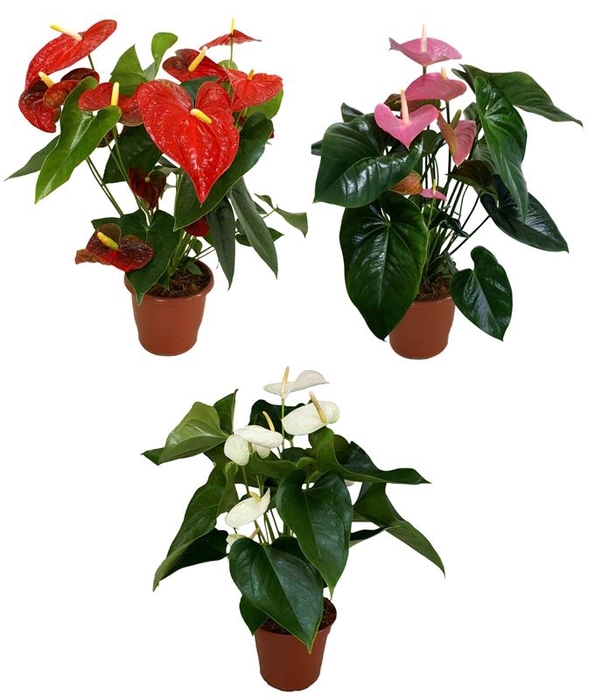 <h4>ANTHURIUM VARIADO P17</h4>