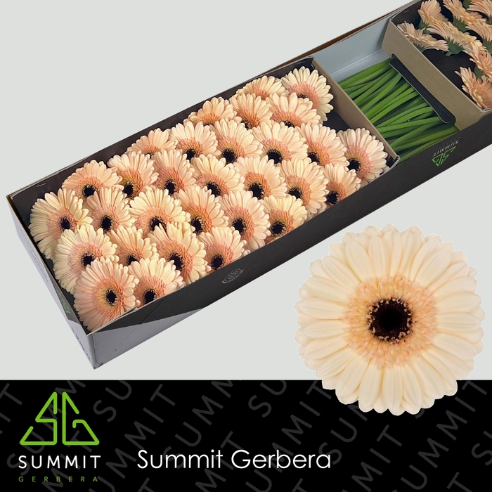 <h4>Germini Espresso Doos</h4>
