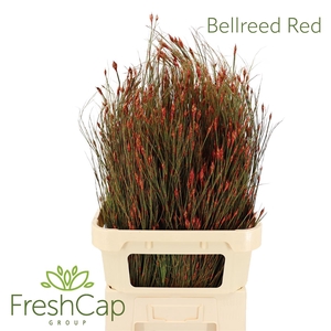 Bellreed Red