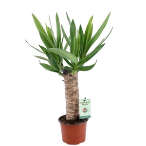 Yucca 25cm Hout 3+ kop