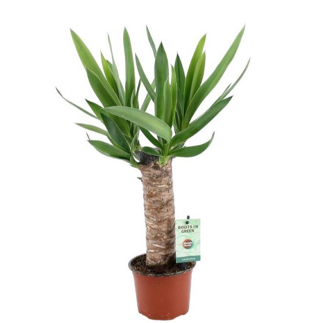 <h4>Yucca 25cm Hout 3+ kop</h4>