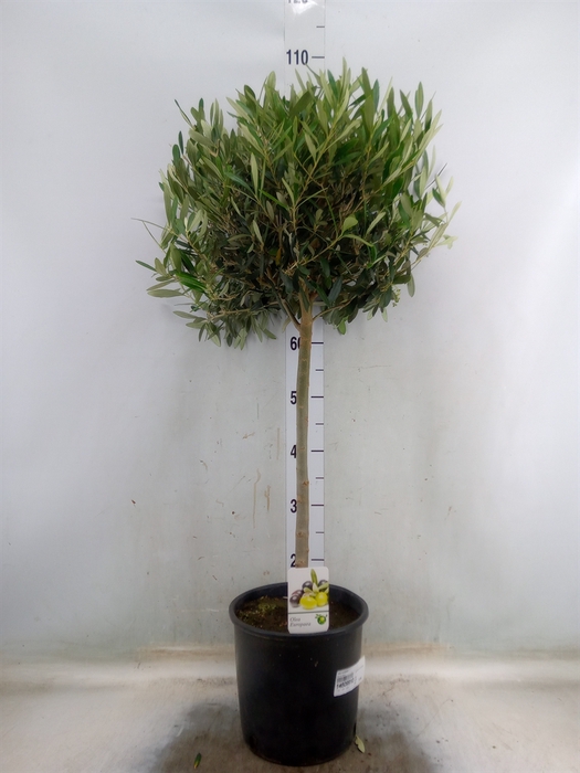 <h4>Olea europaea</h4>