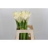 Zantedeschia Eydolls White