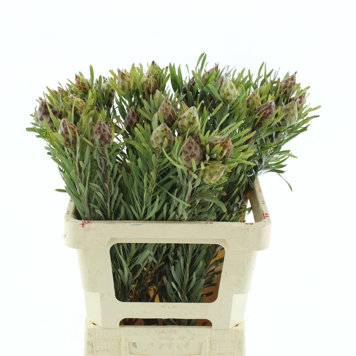 <h4>LEUCAD JUBILEE CROWN</h4>