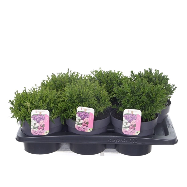 <h4>Aster dumosus mix</h4>