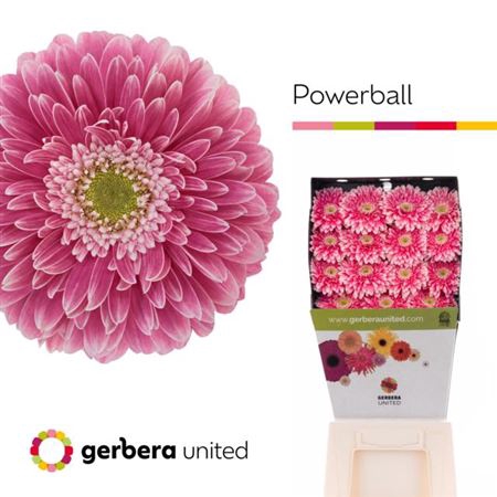 <h4>Ge Gb Power Ball</h4>