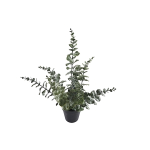 Eucalyptus Plant In Pot PP550026GRN