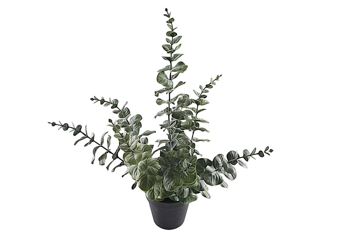 Eucalyptus Plant In Pot PP550026GRN
