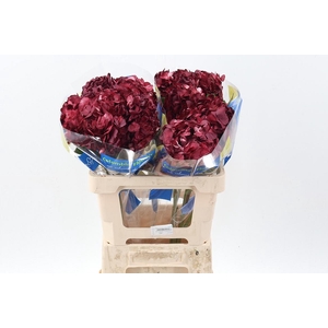 Hydr Burgundy Tinted Sel