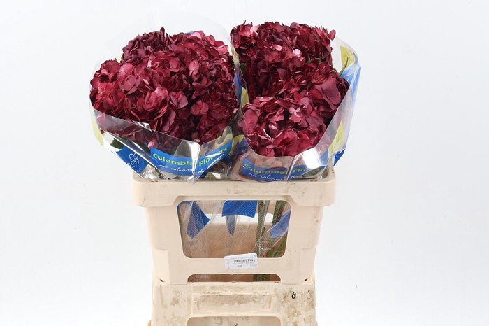 <h4>Hydr Burgundy Tinted Sel</h4>