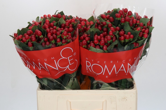 <h4>Hypericum True Romance XXL</h4>
