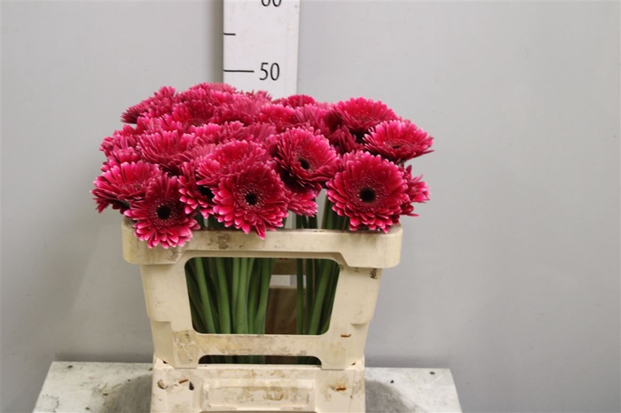 <h4>Ge Mi Sandero</h4>