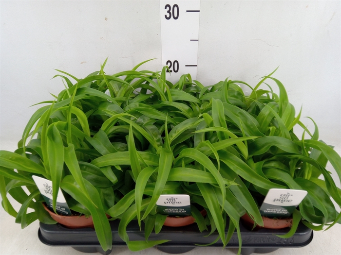 <h4>Chlorophytum com. 'Green Bonnie'</h4>