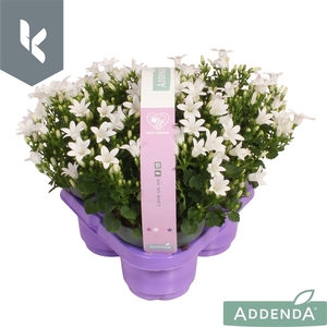 Campanula Ambella Intense White in 3-pack