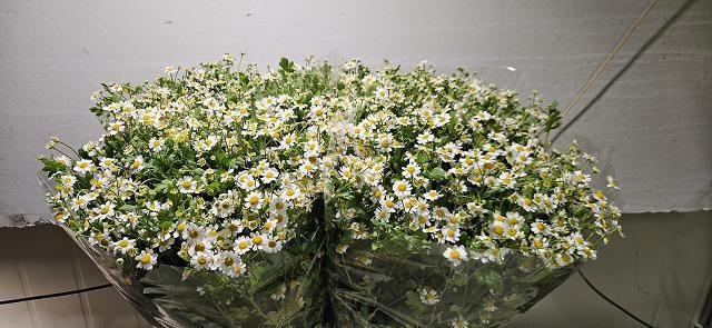 <h4>TANA PA CAMERON</h4>