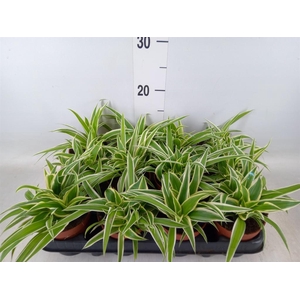 Chlorophytum com.