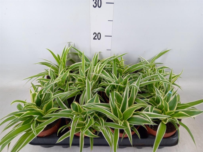 <h4>Chlorophytum com.</h4>