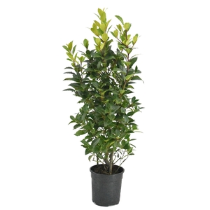 Laurus nobilis Struik