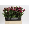 Paeonia Red Sarah