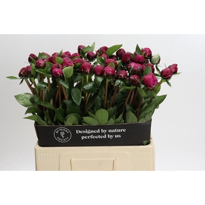 Paeonia Red Sarah