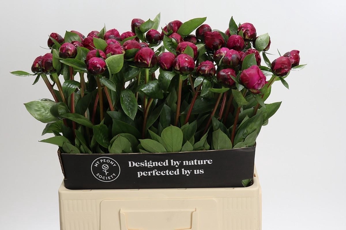 <h4>Paeonia Red Sarah</h4>