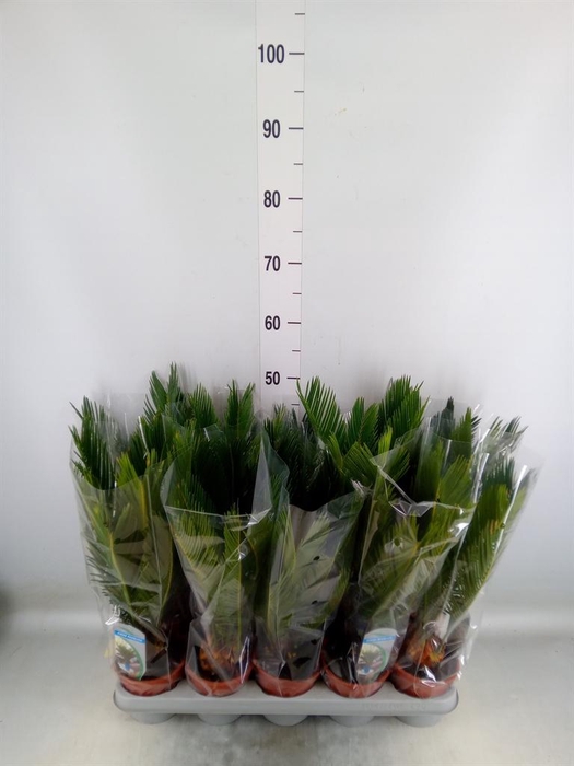 <h4>Cycas revoluta</h4>