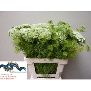 AMMI VIS GREEN MIST
