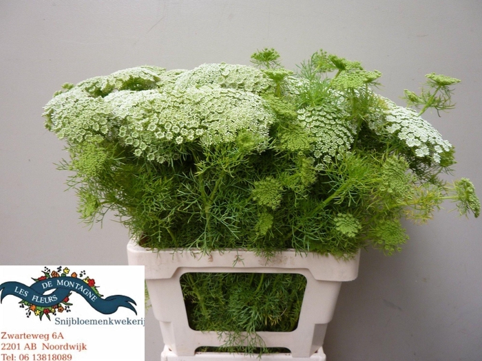 <h4>AMMI VIS GREEN MIST</h4>