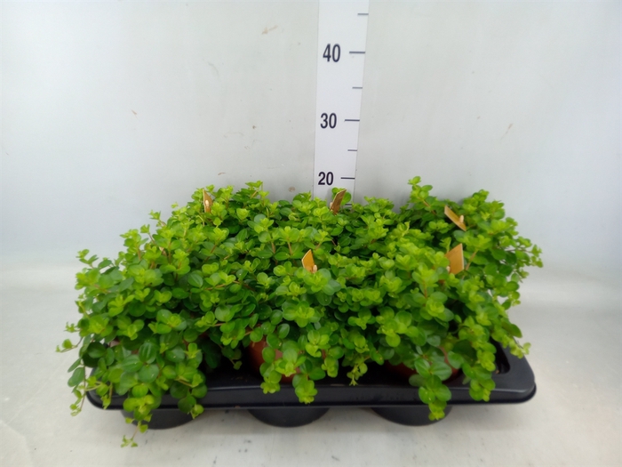 <h4>Peperomia rotundifolia</h4>