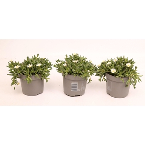 Delosperma Lido White