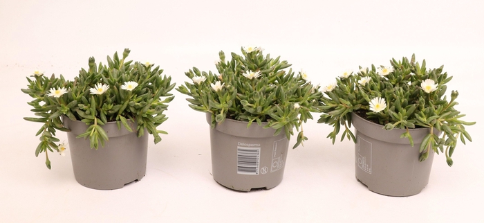 <h4>Delosperma Lido White</h4>