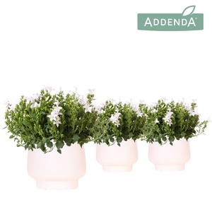Campanula Addenda Ambella white in Scandic pot white
