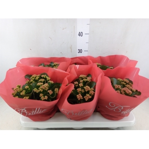 Kalanchoe blos. 'Calandiva Rubio'