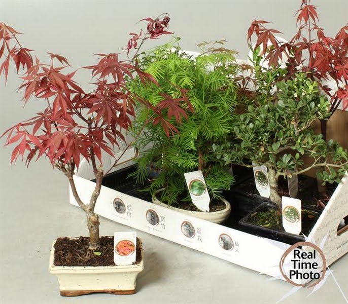 <h4>Bonsai Mix</h4>