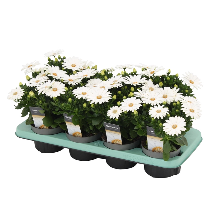 <h4>Osteospermum Margarita Cream Decorum</h4>