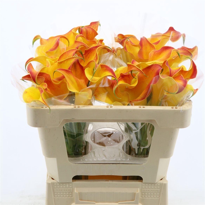 <h4>Calla Callista</h4>