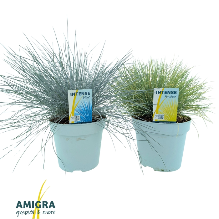 <h4>Ami Mix 17cm</h4>