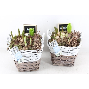 arr4 Bollenmix JS - Mand 4kant duo x3