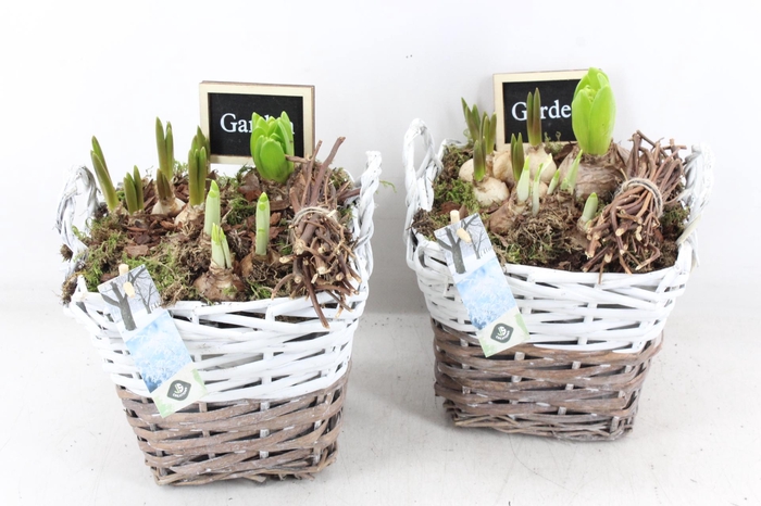 <h4>arr4 Bollenmix JS - Mand 4kant duo x3</h4>