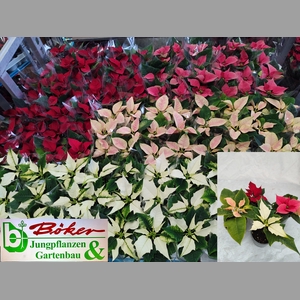 EUPHOR PULCHERRIM OV