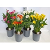 Zantedeschia gemengd